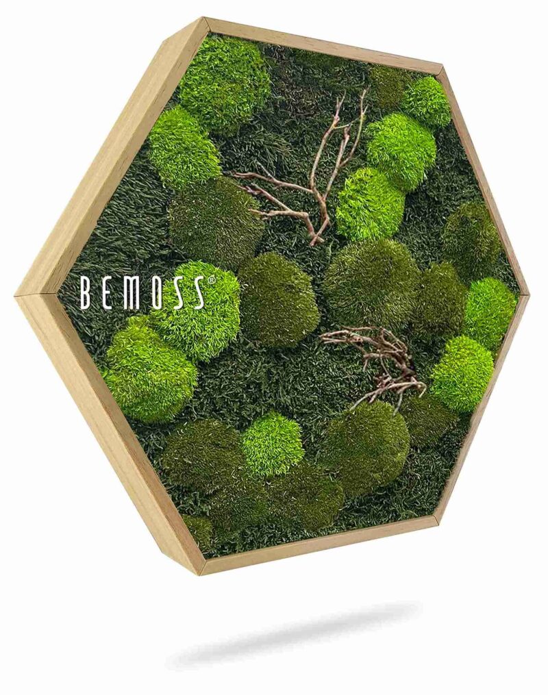 Mechový hexagon FLATMOSS & BOLMOSS Doven WOOD
