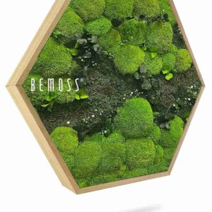 Mechový Hexagon ROSTLINY Kyrin - Thumbnail Image 1