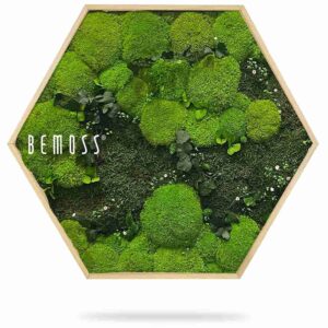 Mechový Hexagon ROSTLINY Kyrin - Thumbnail Image 2