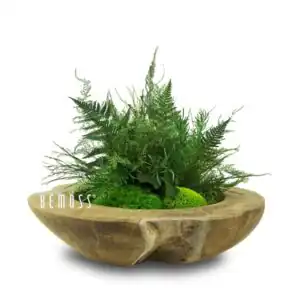 kvetináč s rastlinou na bielom pozadí so slovom pod ním, ktoré znie , environmentálne umenie, machovy obraz, stabilizovany mach, machová stena, machová dekorácia