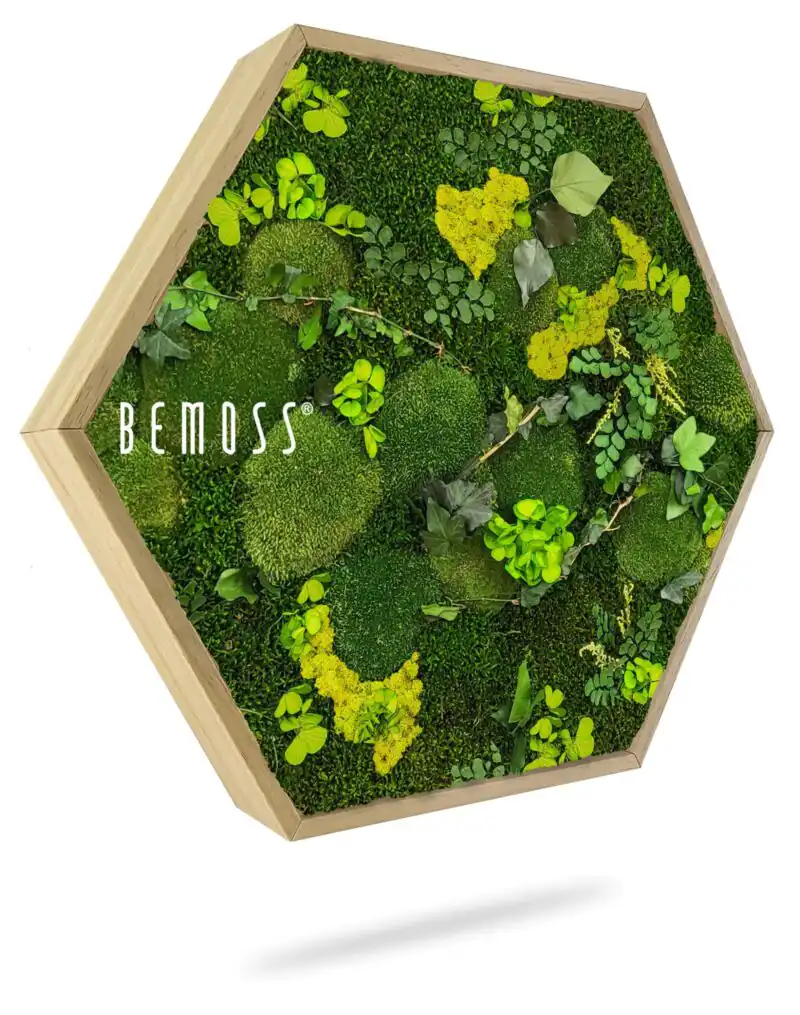 Mechový Hexagon ROSTLINY Mesia Lime