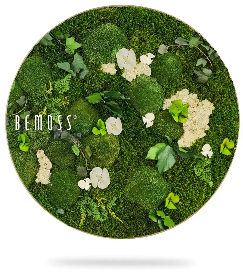 Mechový obraz kruh ROSTLINY Mesia Natural