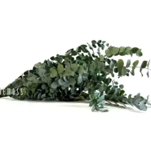 Stabilizovaný Eukalyptus Cinerea