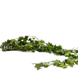 Stabilizovaný Břečťan