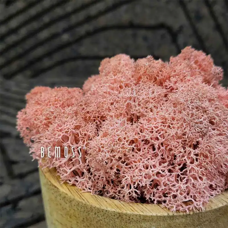 Stabilizovaný mech Lišejník PINK