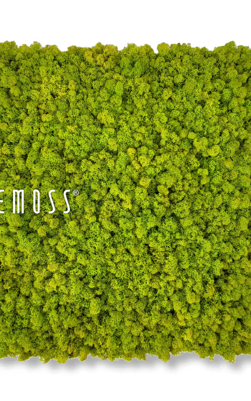 machová stena, na ktorej je v spodnej časti steny bielymi písmenami napísaný nápis be moss, environmentálne umenie , machovy obraz, stabilizovany mach, machová stena, machová dekorácia